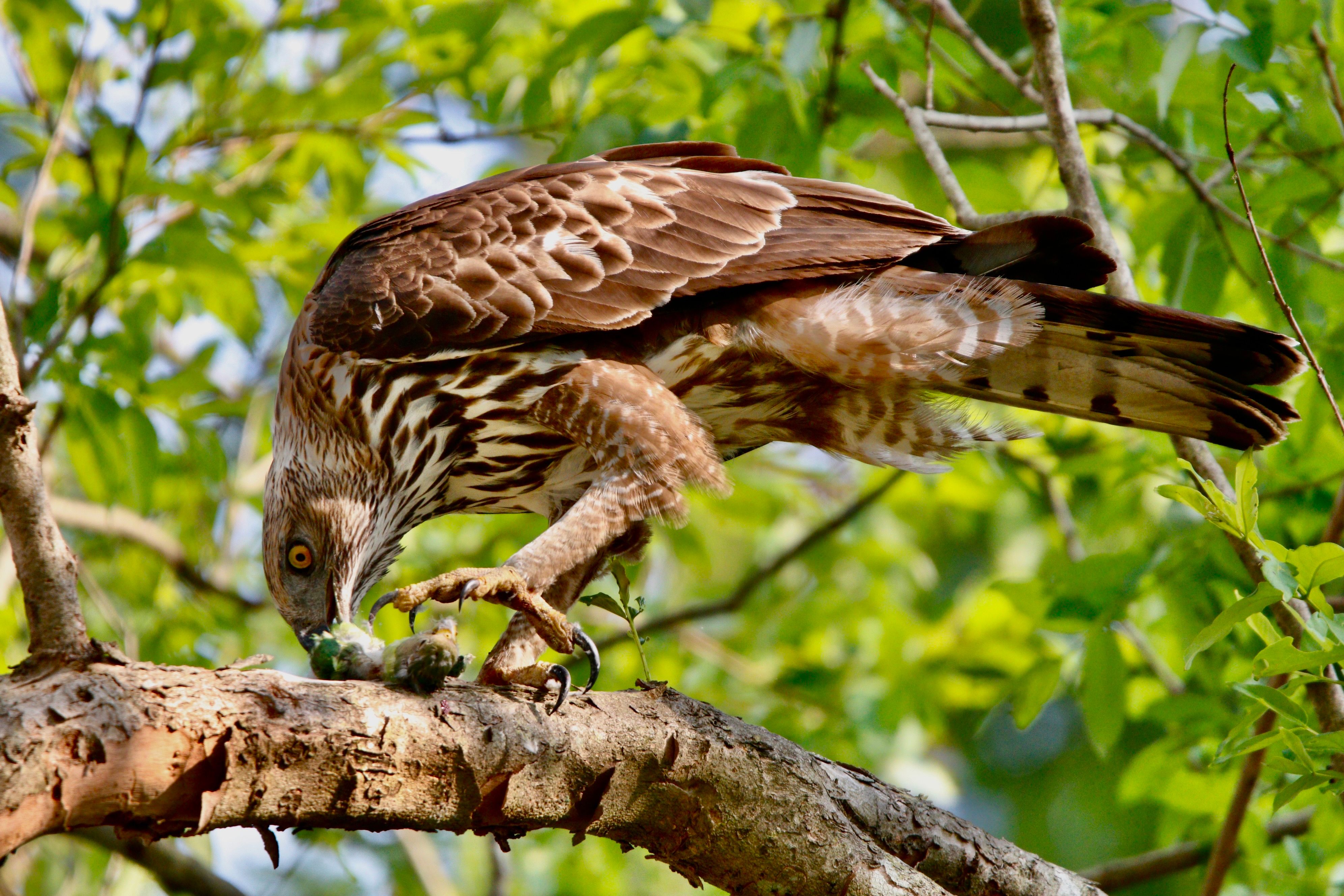 100.000+ melhores imagens de Predator-prey+of+mammals · Download 100% ...
