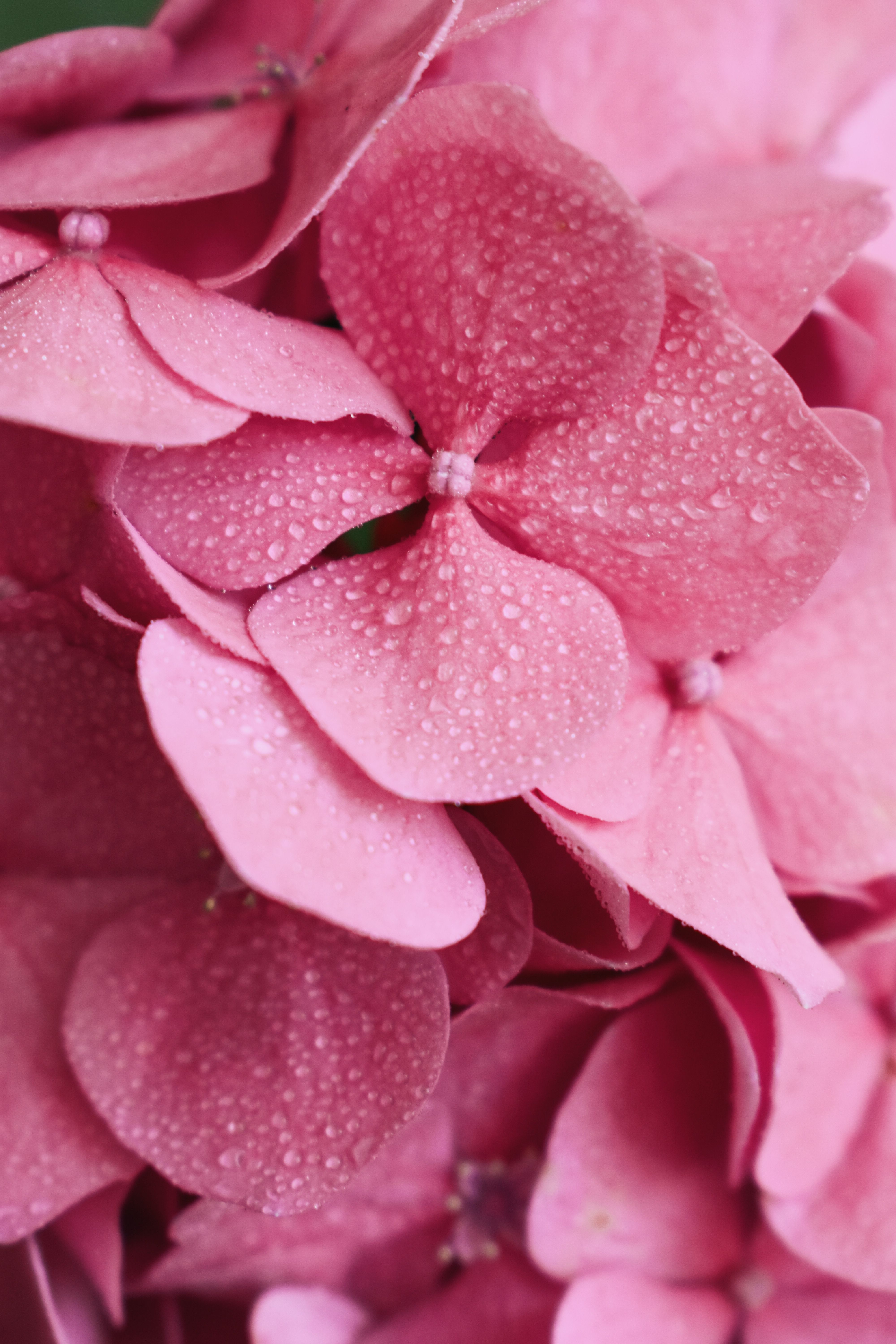 Pink and Green Hydrangea Macrophylla Flowers in Close Up Photography ...