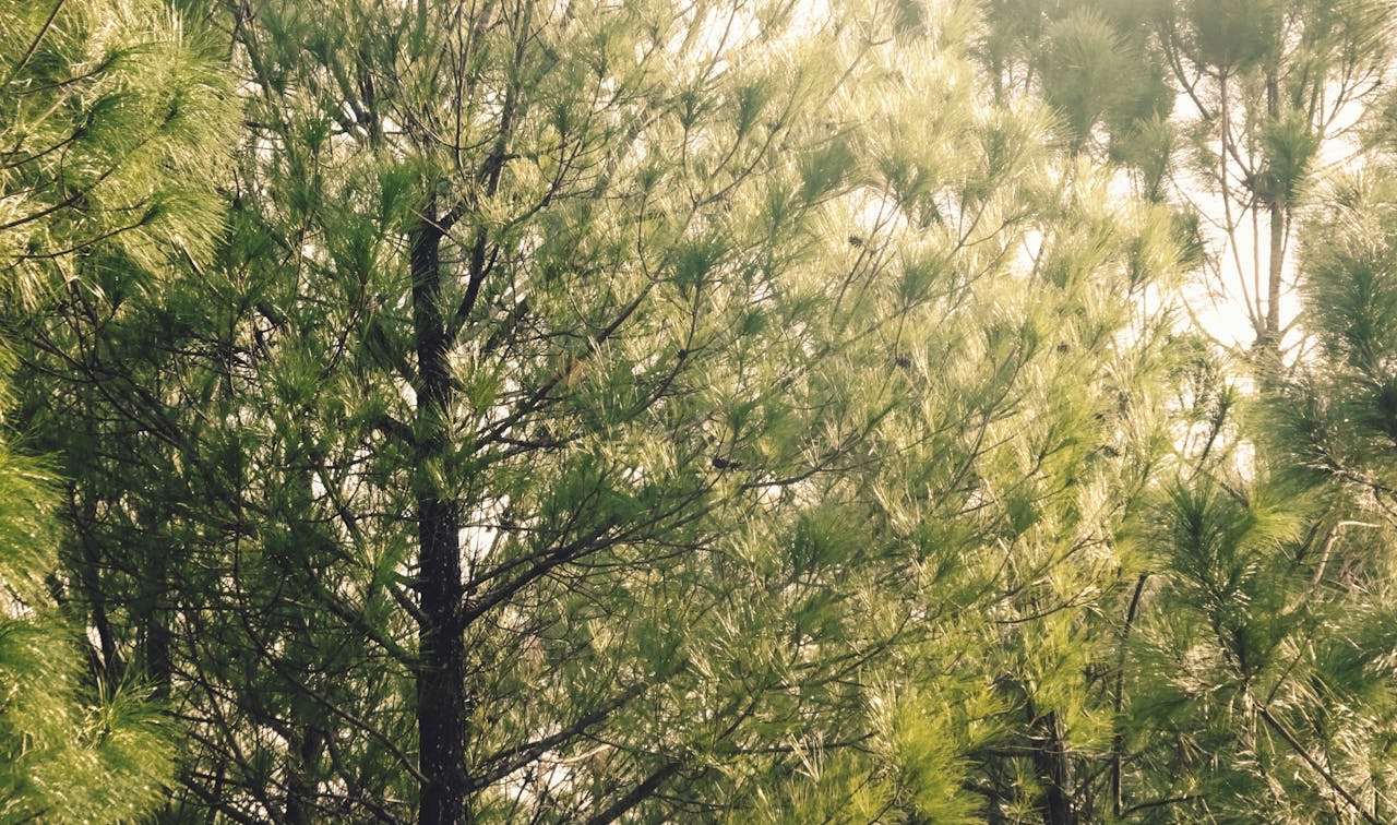 Chim lửa | Chương 90