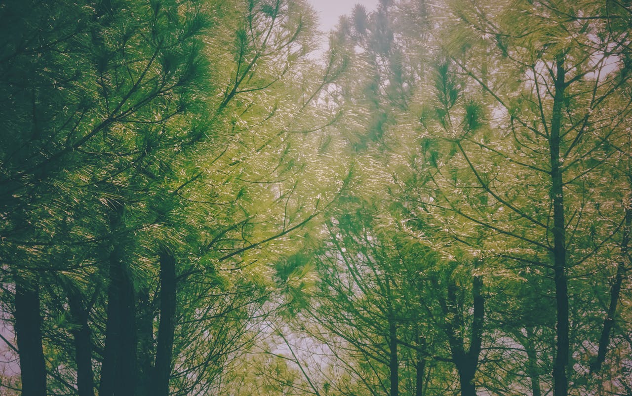 Thư viện Cây thằn lằn tại Slab City