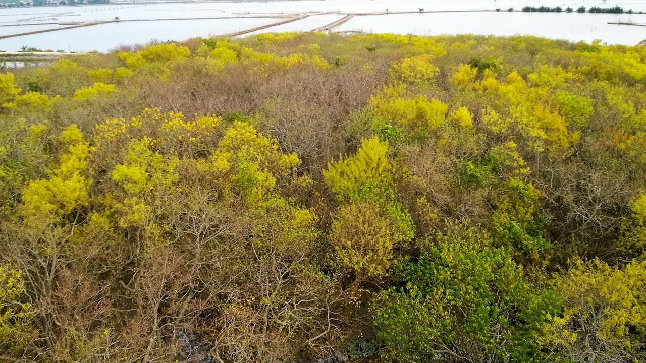 Tự Lực Văn Đoàn – Vai trò và ảnh hưởng trong văn học Việt Nam hiện đại