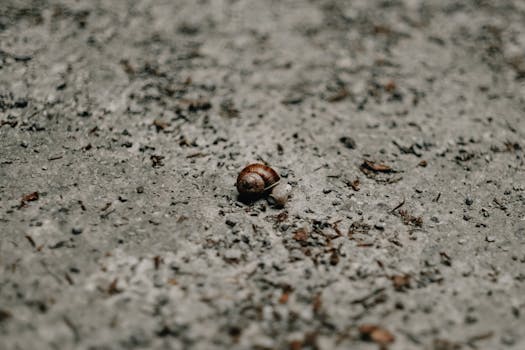 A solitary snail on a gravel path, emphasizing isolation and texture.