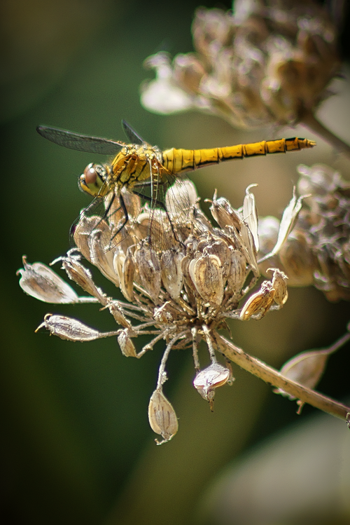 Free Macro photo of a dragonfly perched on dry flowers, ideal for nature themes. Stock Photo