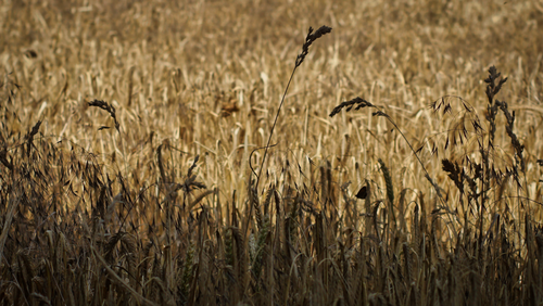 Free Lincolnshire Sky Stock Photo