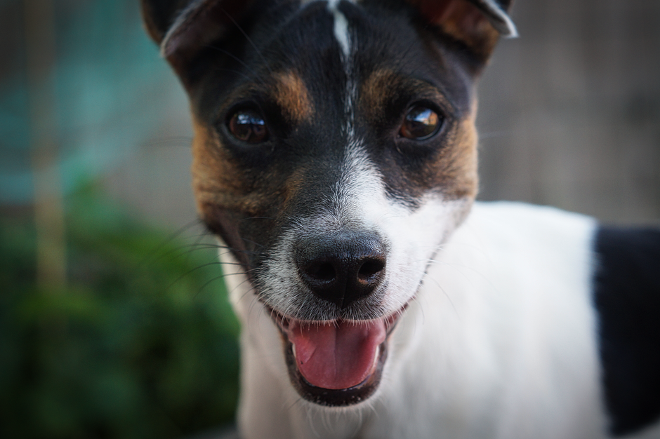 A cheerful Jack Russell Terrier dog with a wide smile outdoors.