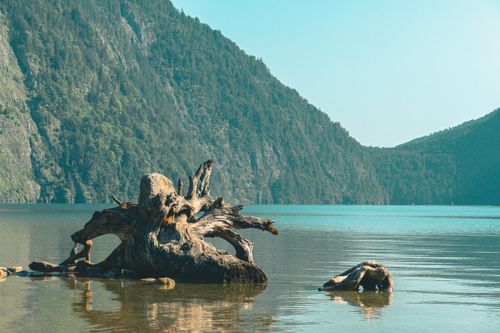 Free Tranquil lake scene with driftwood and forested mountains under a clear sky. Stock Photo