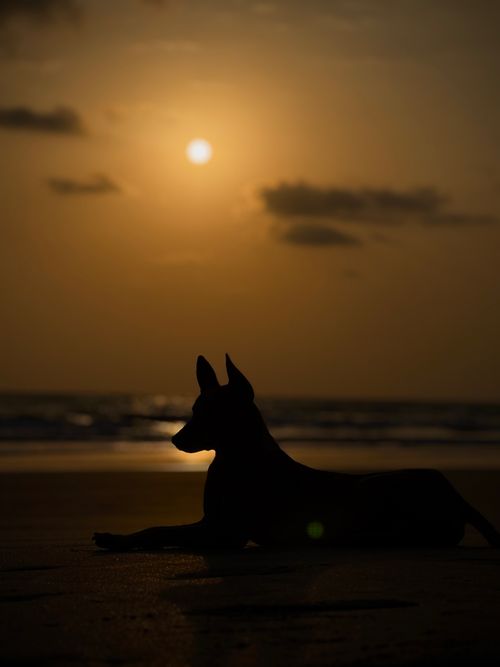 Free A dog's silhouette on the beach during a stunning sunset, creating a serene and picturesque scene. Stock Photo