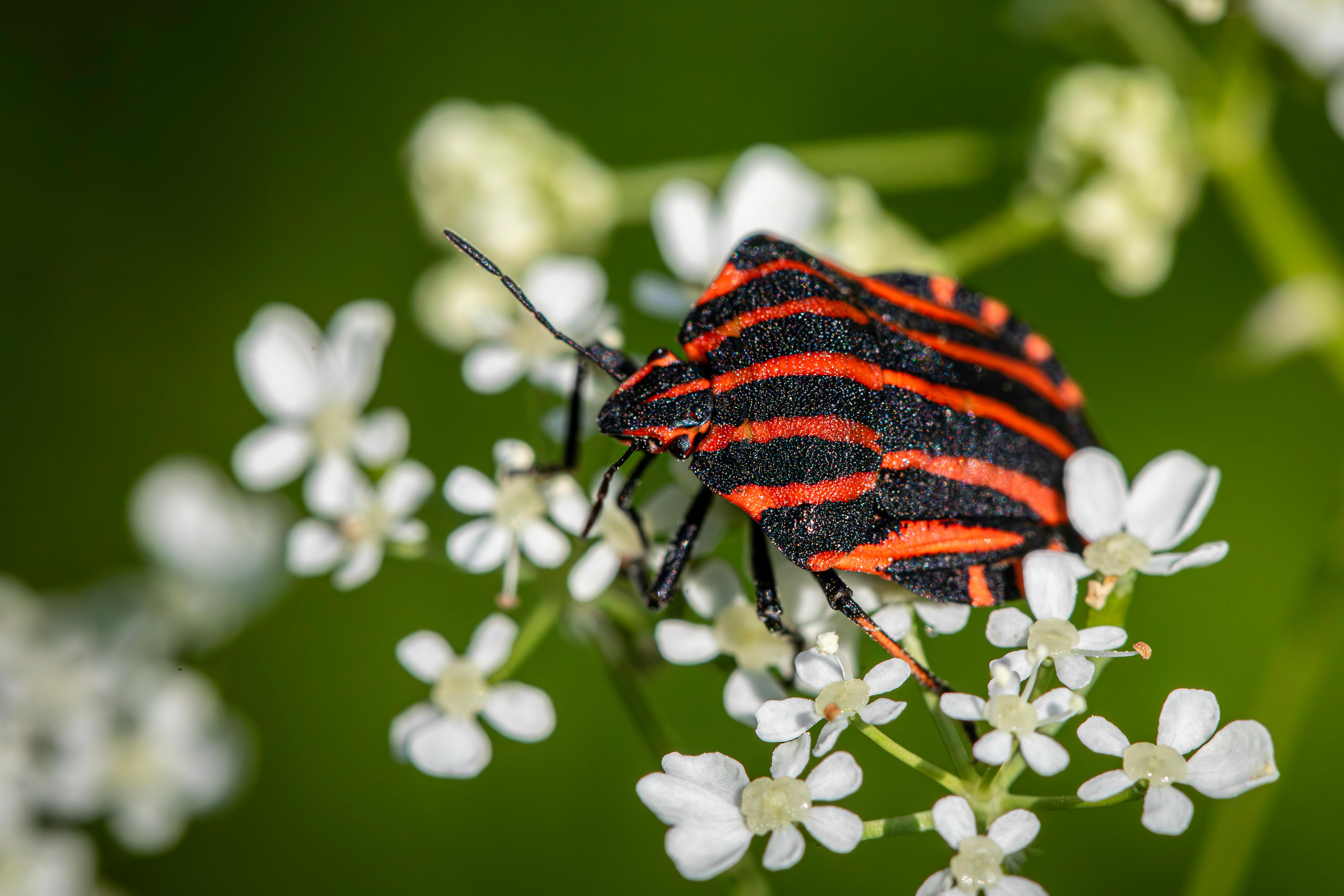 Macro shot of red and black striped bug on white blooms, emphasizing nature's detail.