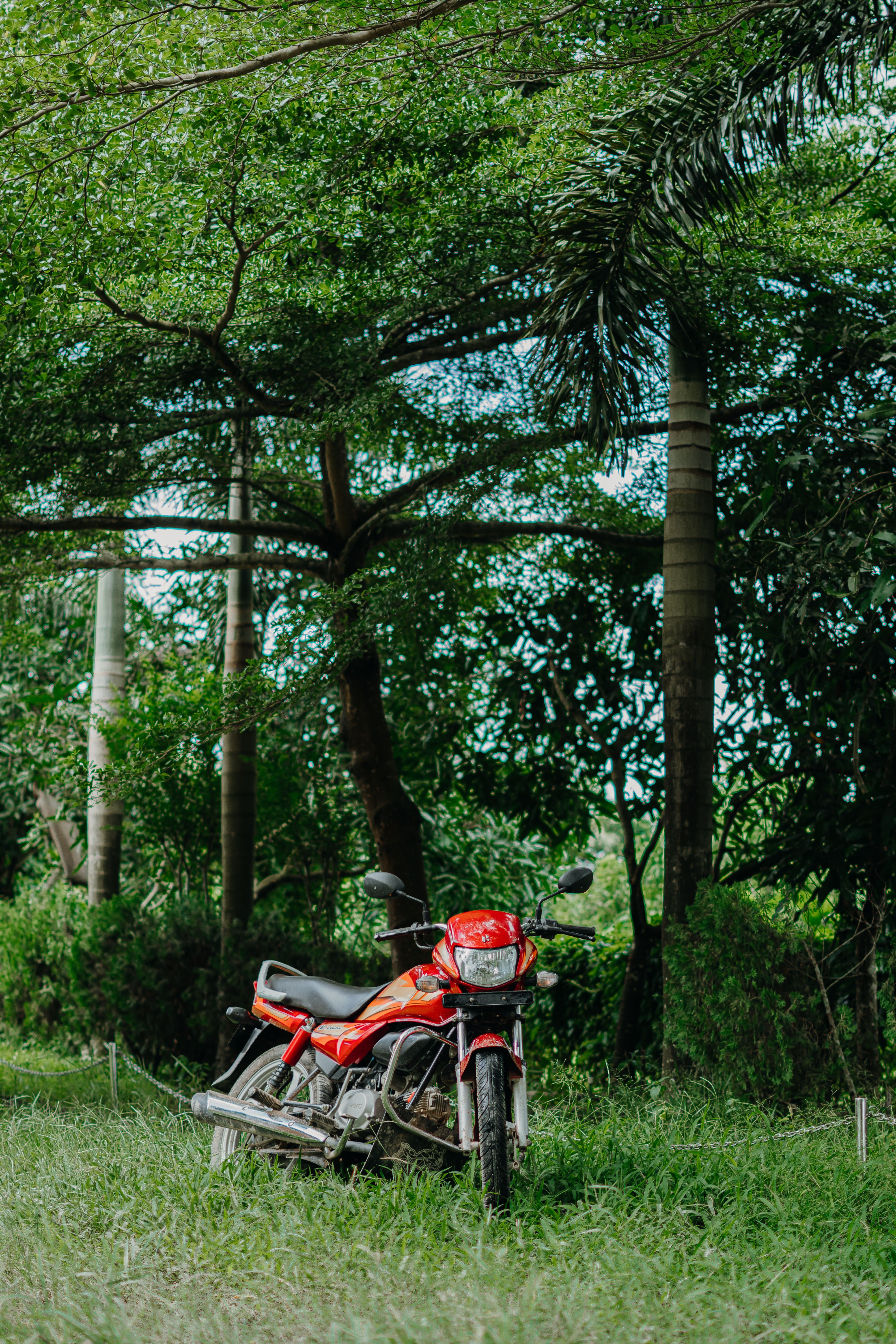 Red Motorcycle Parked in Lush Green Forest · Free Stock Photo