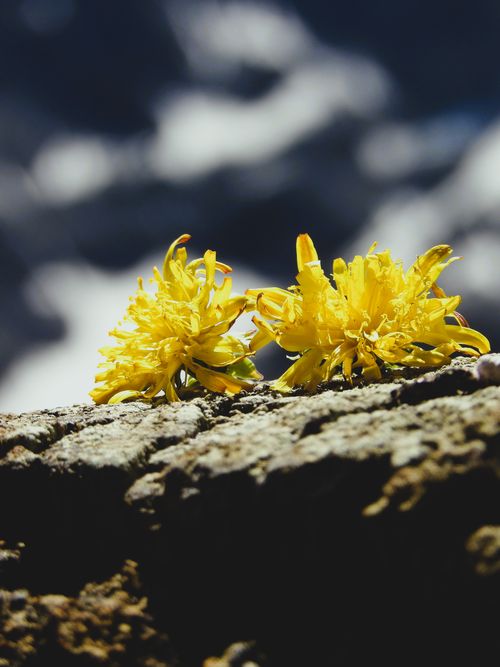 Free Detailed macro shot of yellow flowers on a rock in Solda, Italy. Stock Photo