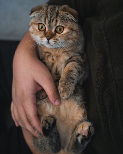 Free Adorable Scottish Fold cat being gently held by a person, showcasing its round eyes and folded ears. Stock Photo
