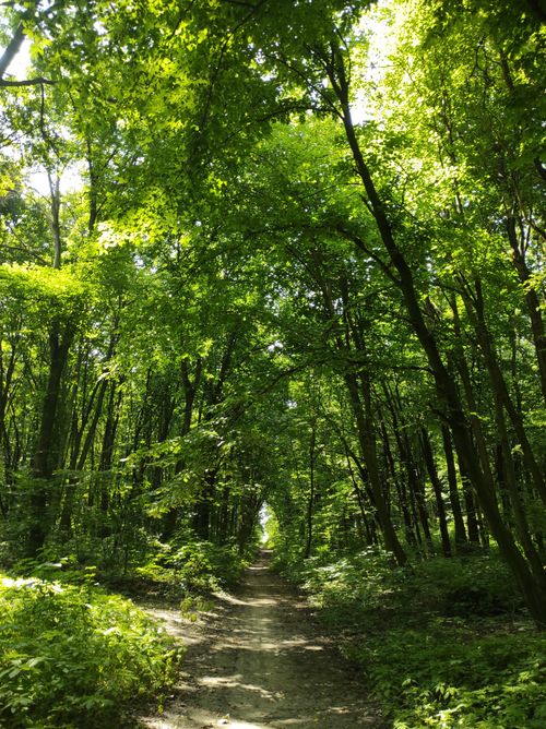 Free Tranquil forest path surrounded by vibrant green foliage on a sunny day. Stock Photo