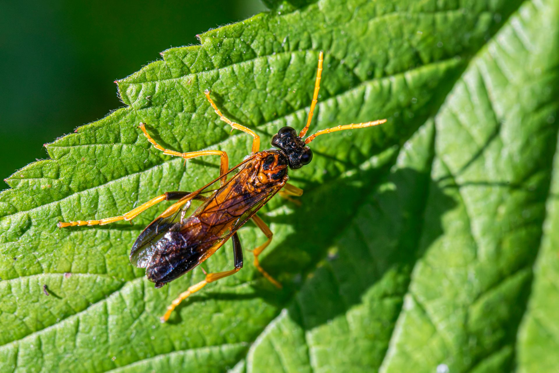 Detailed view of a Figwort Sawfly (Tenthredo scrophulariae) sitting on a green leaf in sunlight.