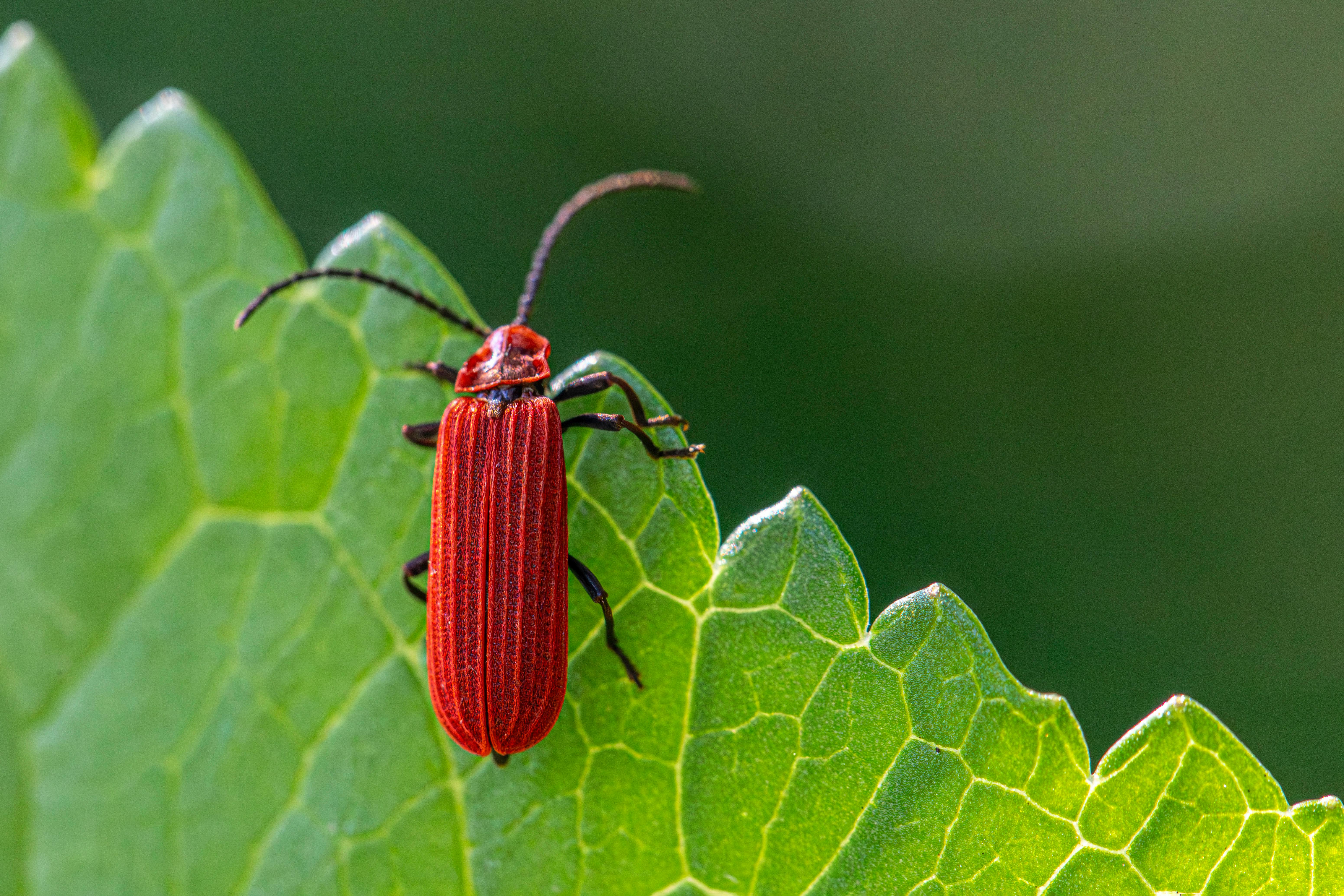 Re 從零開始的異世界生活第四季 最新前導視覺圖與宣傳影片公開 粉絲期待值爆表