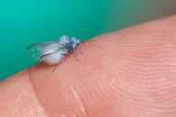 Macro shot of a woolly alder aphid sitting on a human finger. Detailed view of insect features.