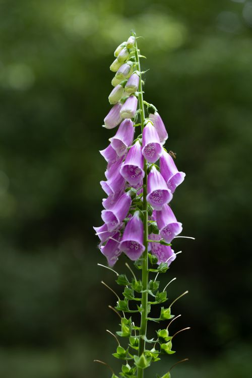 Free Vibrant purple foxglove flower bloom captured in natural light against lush green background. Stock Photo