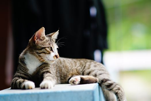 A tabby cat lounging peacefully outdoors on a sunny day, showcasing its calm demeanor.