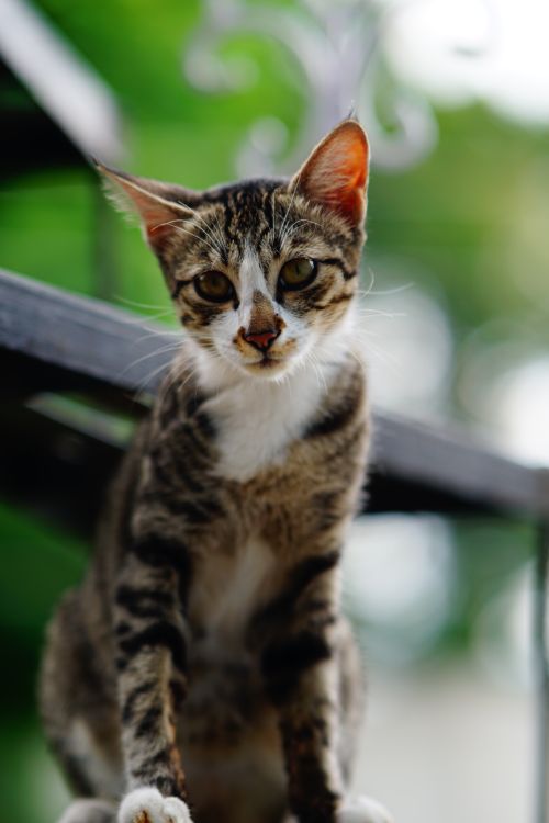 Shallow Focus Photo of Tabby Cat · Free Stock Photo