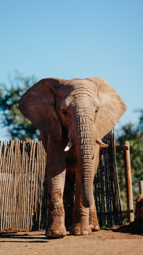 Free African elephant standing in zoo enclosure on a sunny day, showcasing its majestic presence. Stock Photo