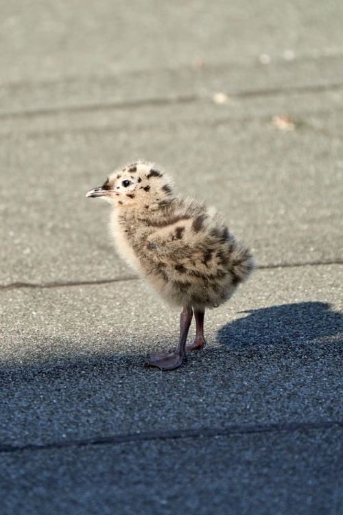 Free A fluffy seagull chick stands on a rooftop in Oslo, showcasing urban wildlife. Stock Photo