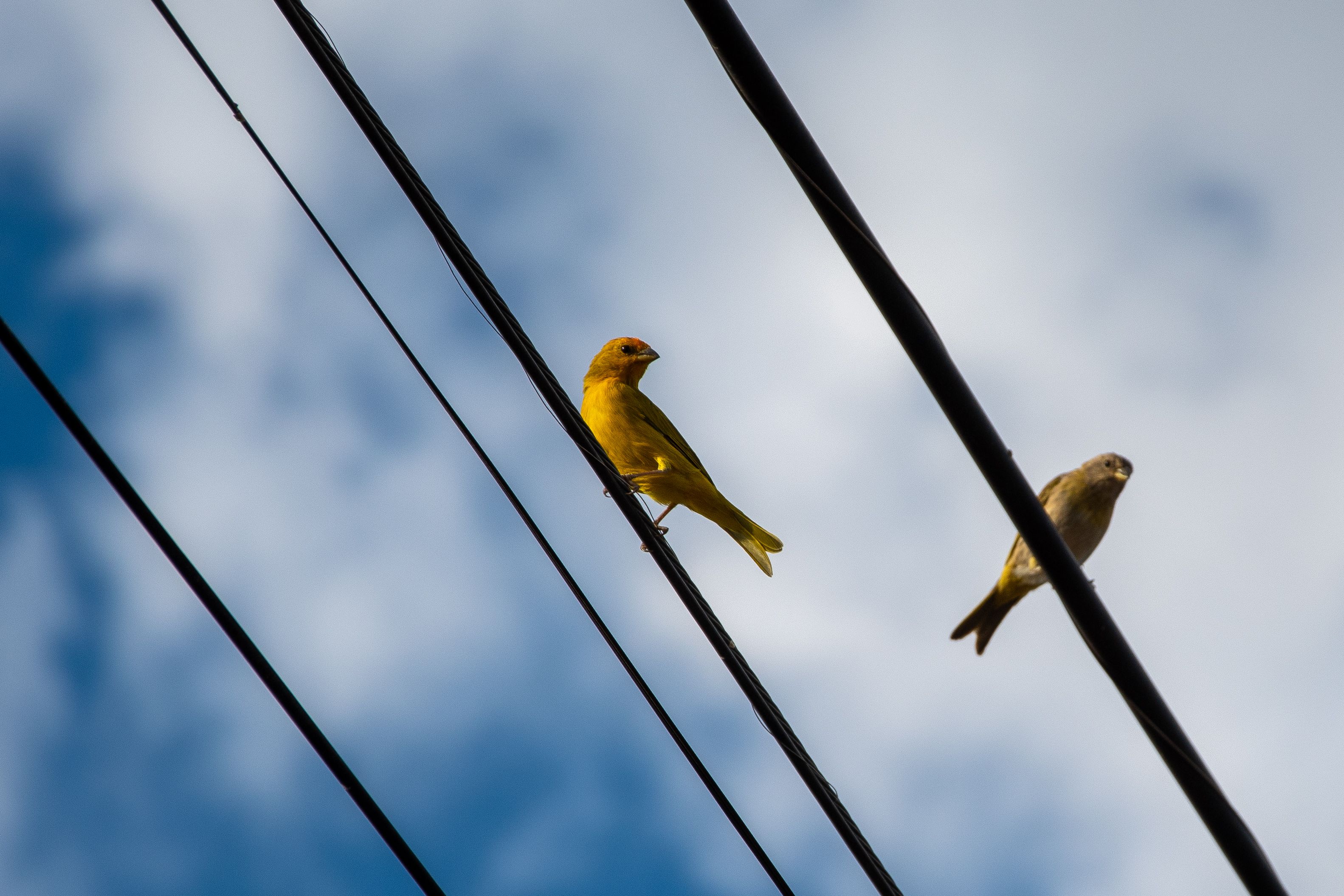 Two birds resting on power lines against a blue sky in Brasília, Brazil.