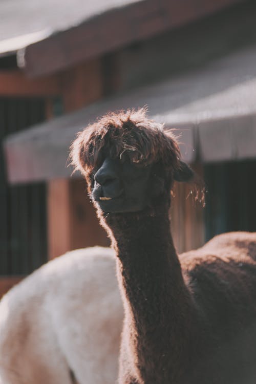 Free stock photo of animal, animals, baeutiful eyes