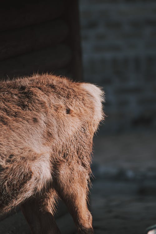 Free stock photo of animal, animals, baeutiful eyes