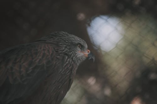 Free stock photo of animal, animals, eagle