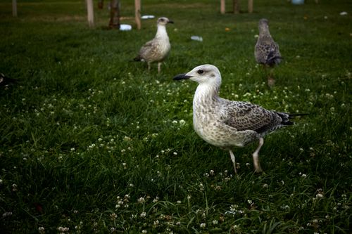 Free stock photo of baby seagull, flower, grass Stock Photo