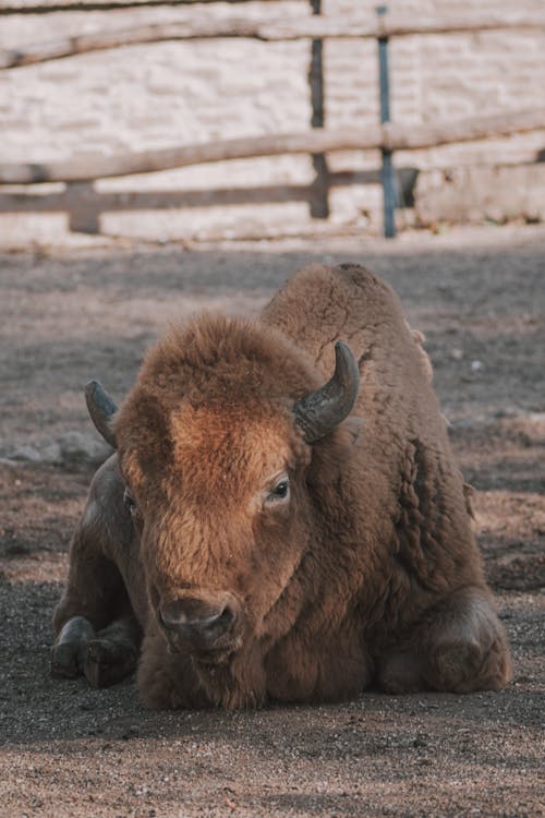 Free stock photo of animal, animals