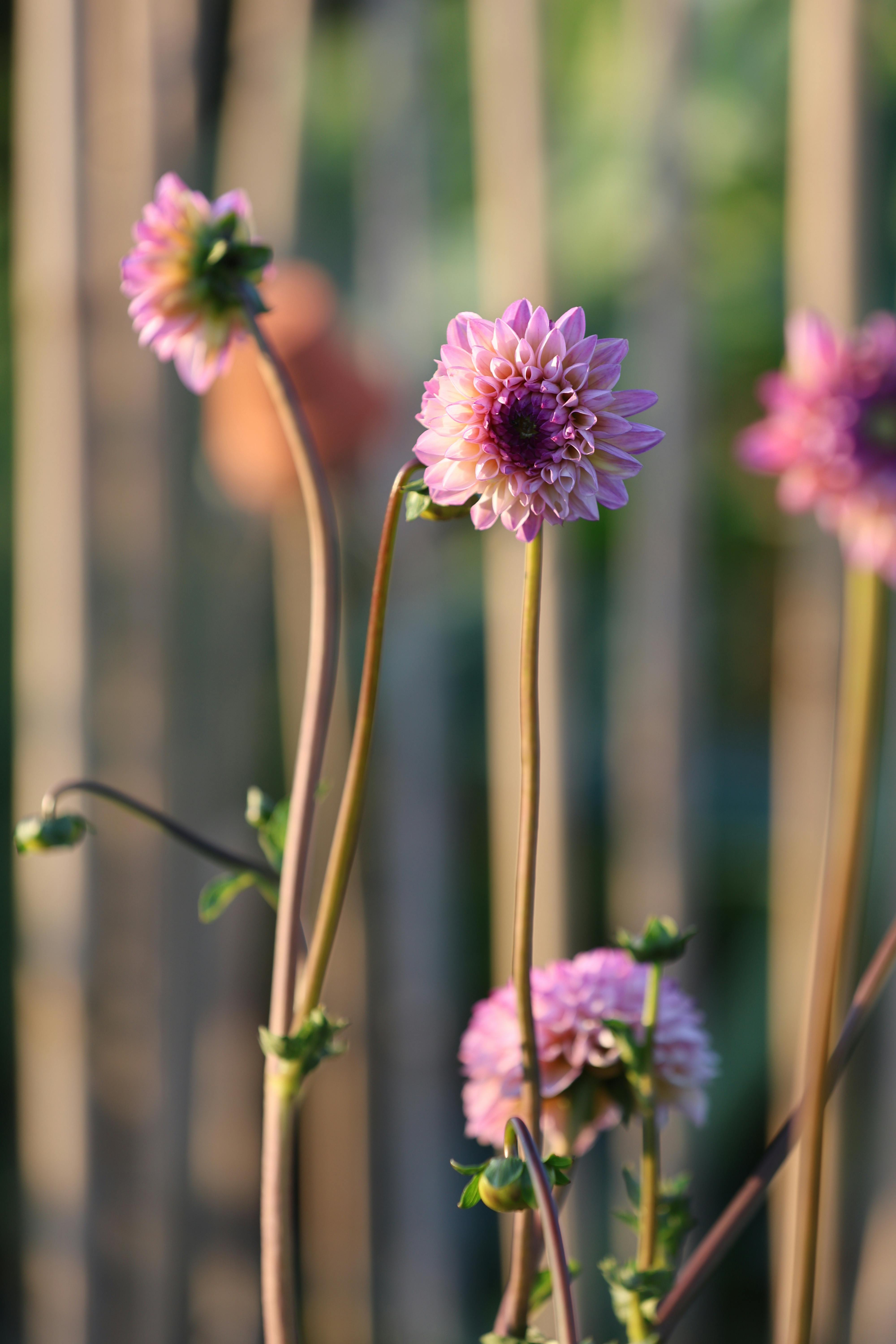 [ColoSach]-close-up-of-pink-dahlias-blooming-in-a-sunlit-garden,-capturing-nature's-beauty.