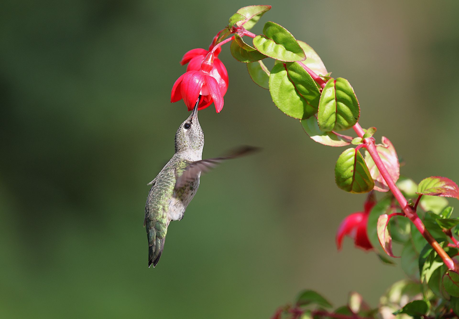 A hummingbird delicately feeds on a vibrant red fuchsia flower, captured in stunning detail.