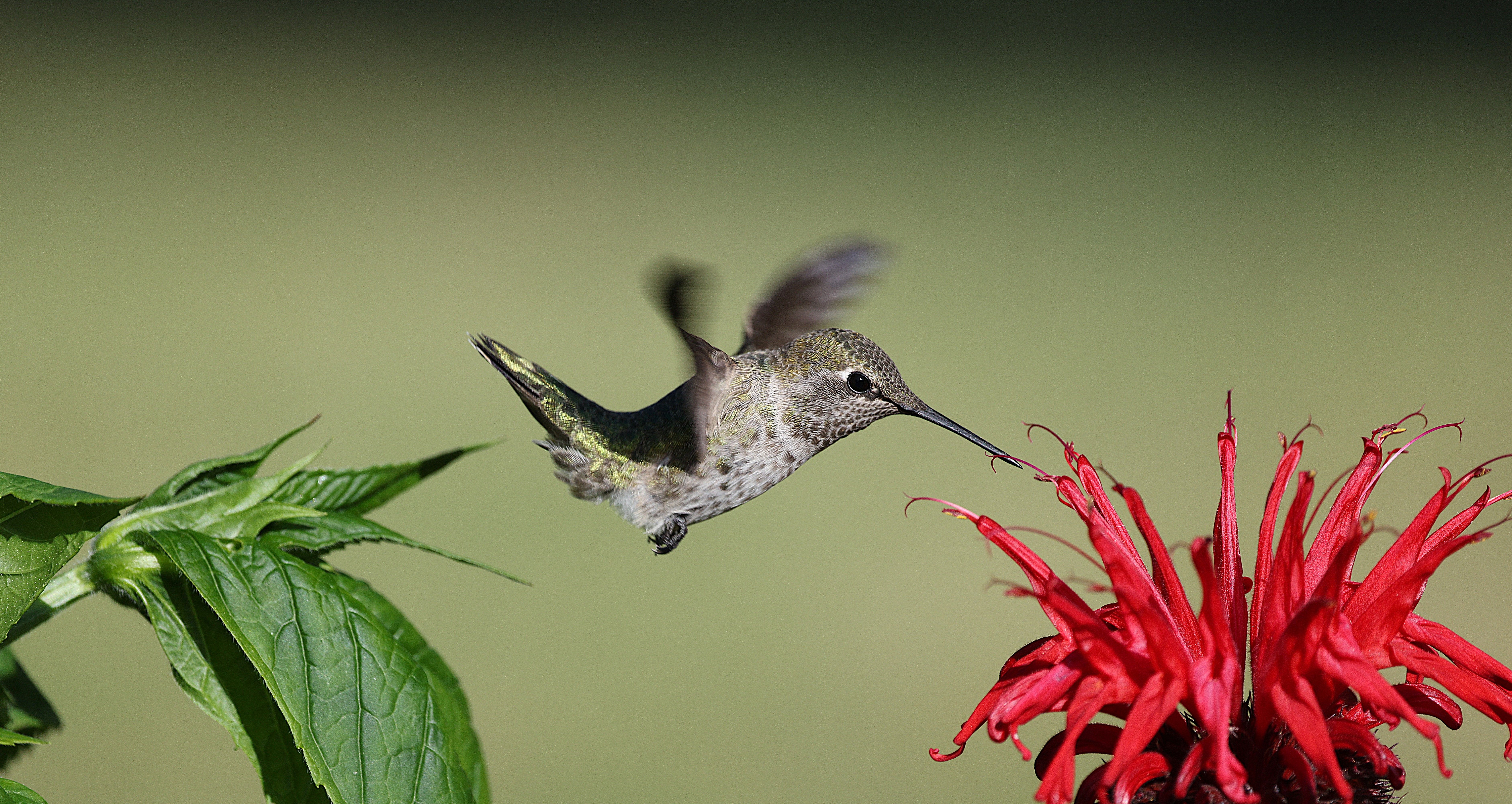 Close-up of an Anna's Hummingbird feeding on a red flower in a sunny garden.
