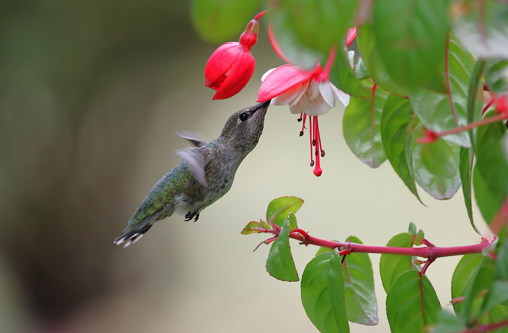 Close-up of an Anna's hummingbird feeding on a pink fuchsia flower in a garden setting.