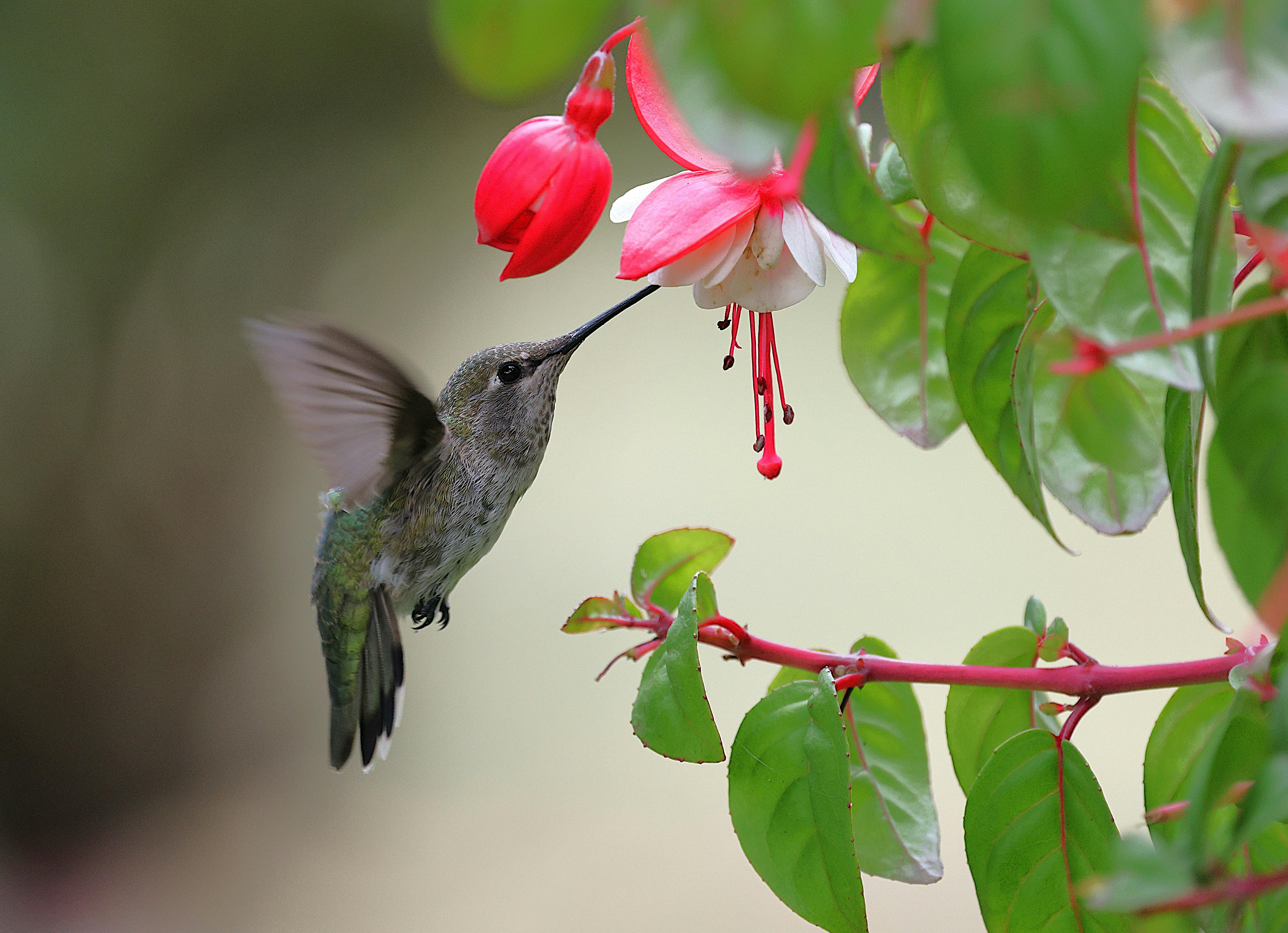 Hummingbird Hovering by Vibrant Fuchsia Bloom · Free Stock Photo, image size:6142x4449