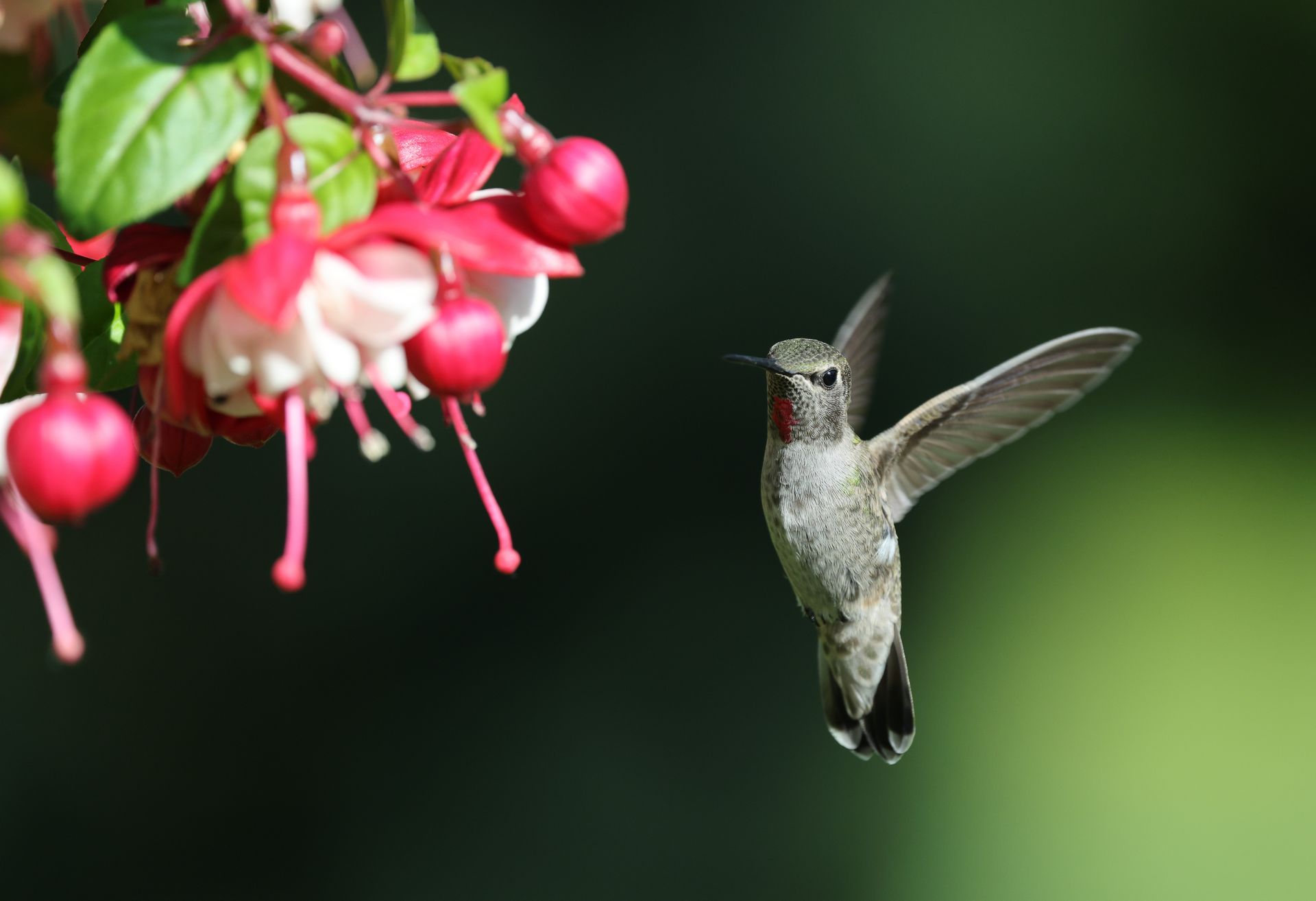 A beautiful Anna's hummingbird in flight, hovering near vibrant fuchsia flowers in a garden.