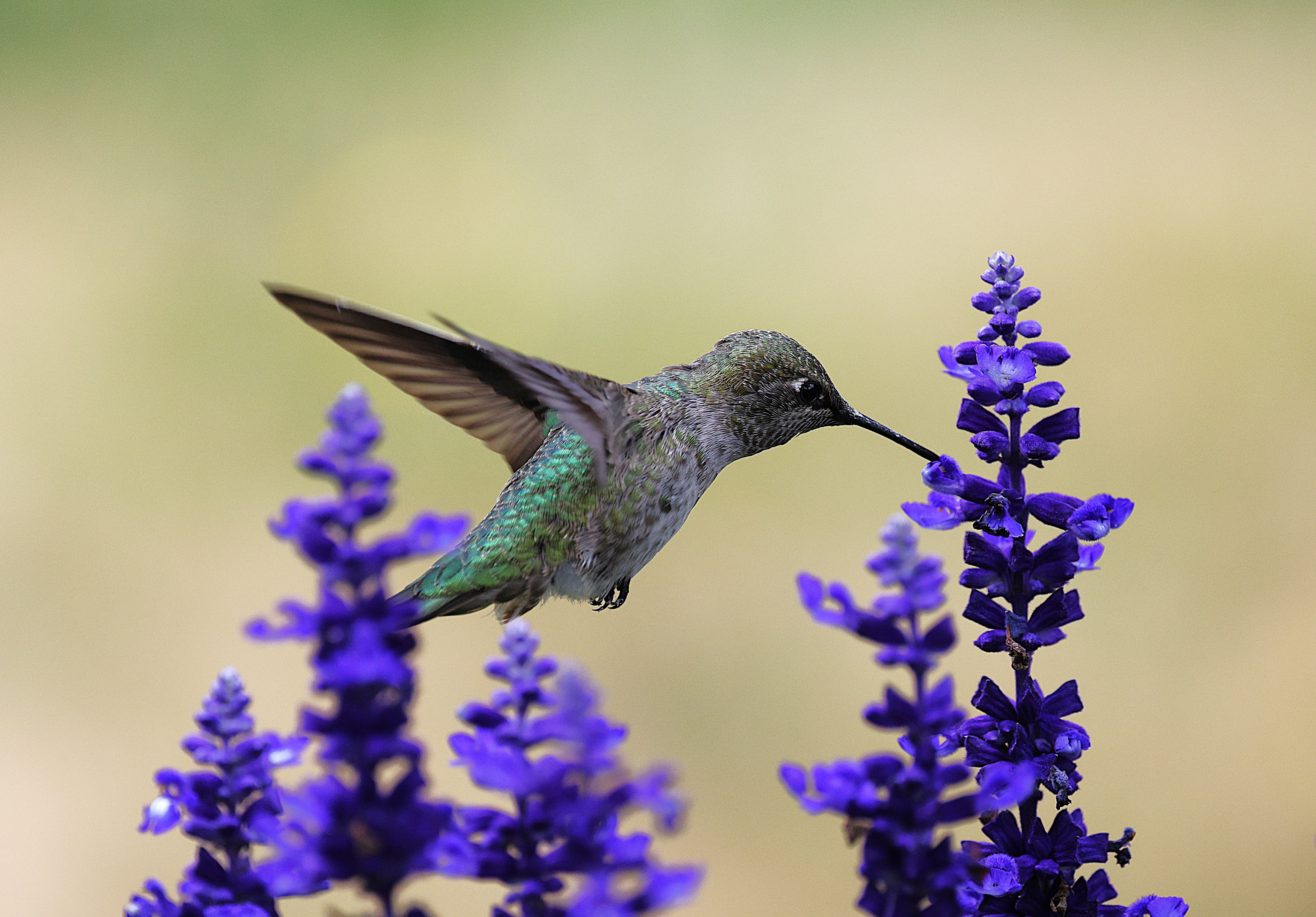 A hummingbird gracefully hovers near purple flowers, showcasing nature's beauty.