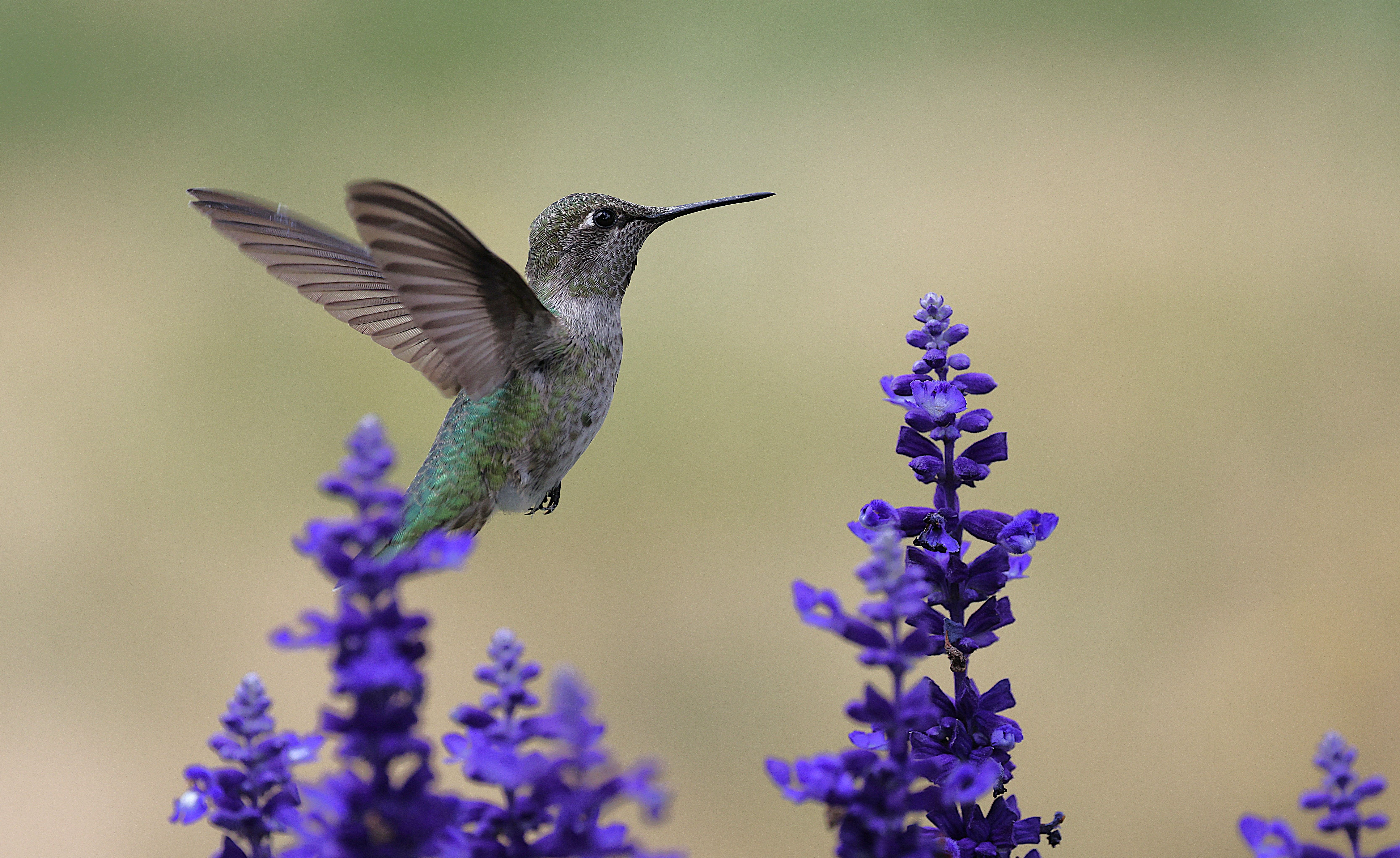 Anna's Hummingbird Near Vibrant Purple Flowers · Free Stock Photo