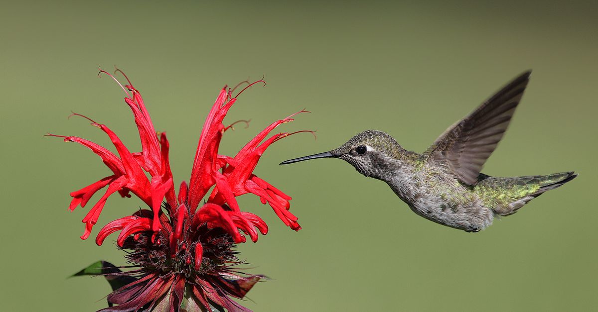A hummingbird with shimmering green and gray plumage hovers mid-flight beside a vibrant red tubular flower against a soft green background.