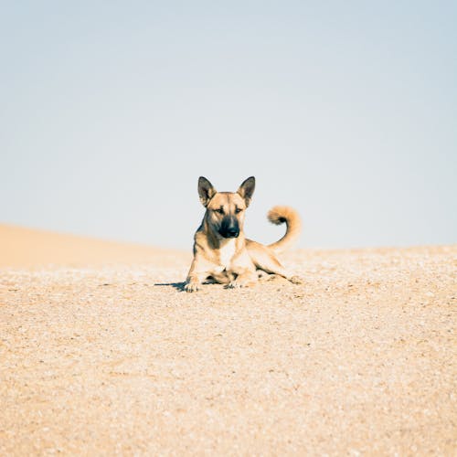 Dog Lying on a Desert 