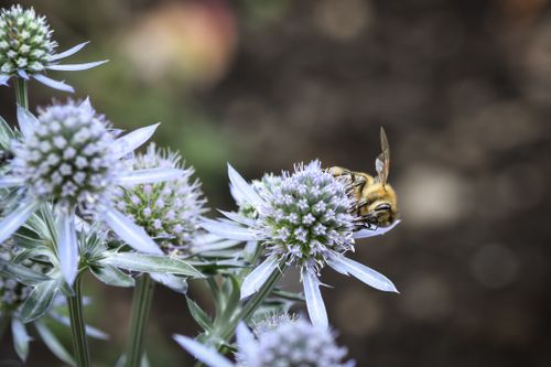 Free Macro shot of a honeybee collecting pollen from a purple eryngium flower in a summer garden. Stock Photo