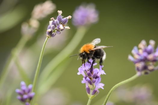 Close-up of a bumblebee collecting nectar from a lavender flower in bloom.