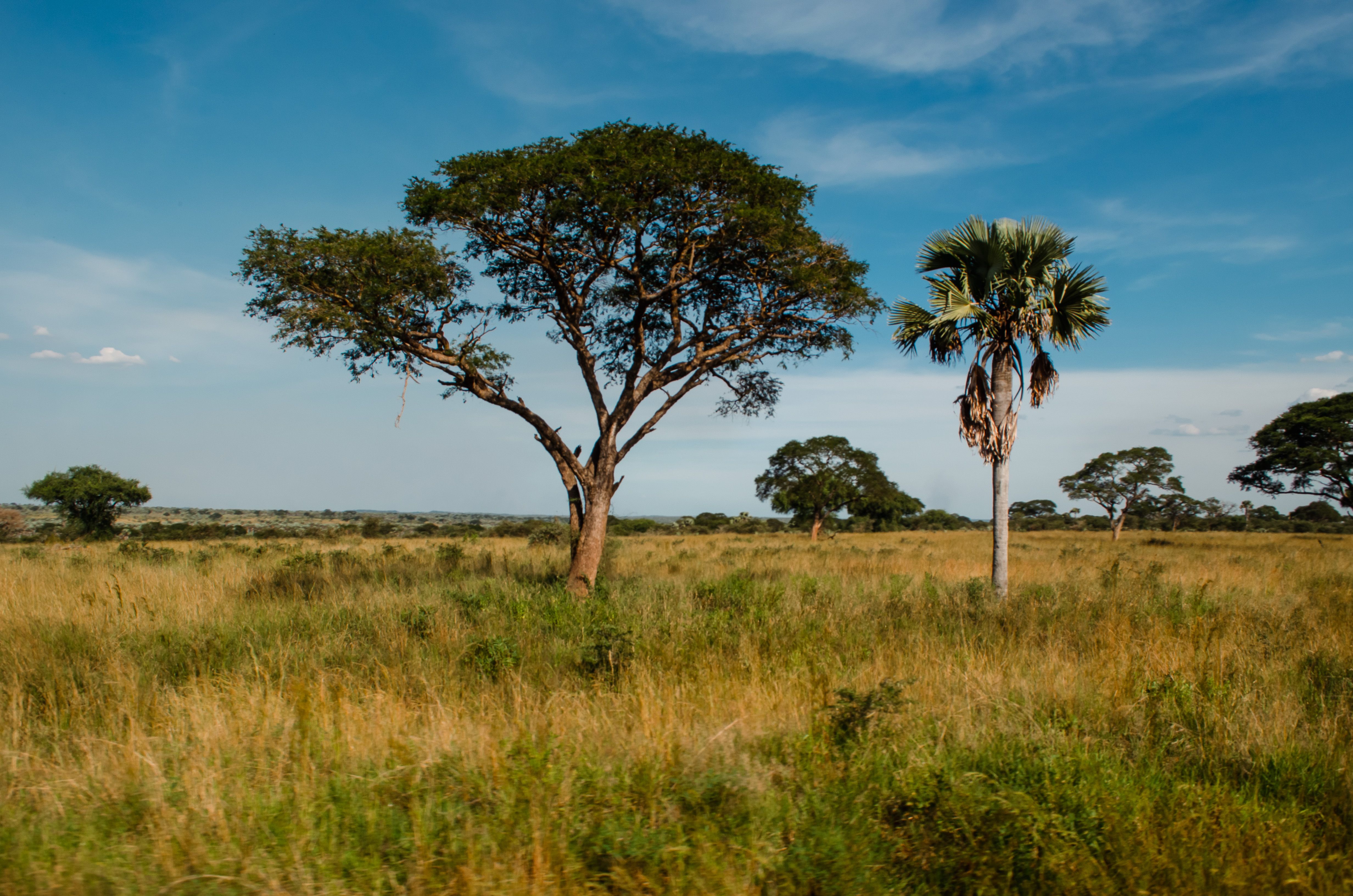 Explore the serene Ugandan savannah with lush flora and distant hills under a clear sky.