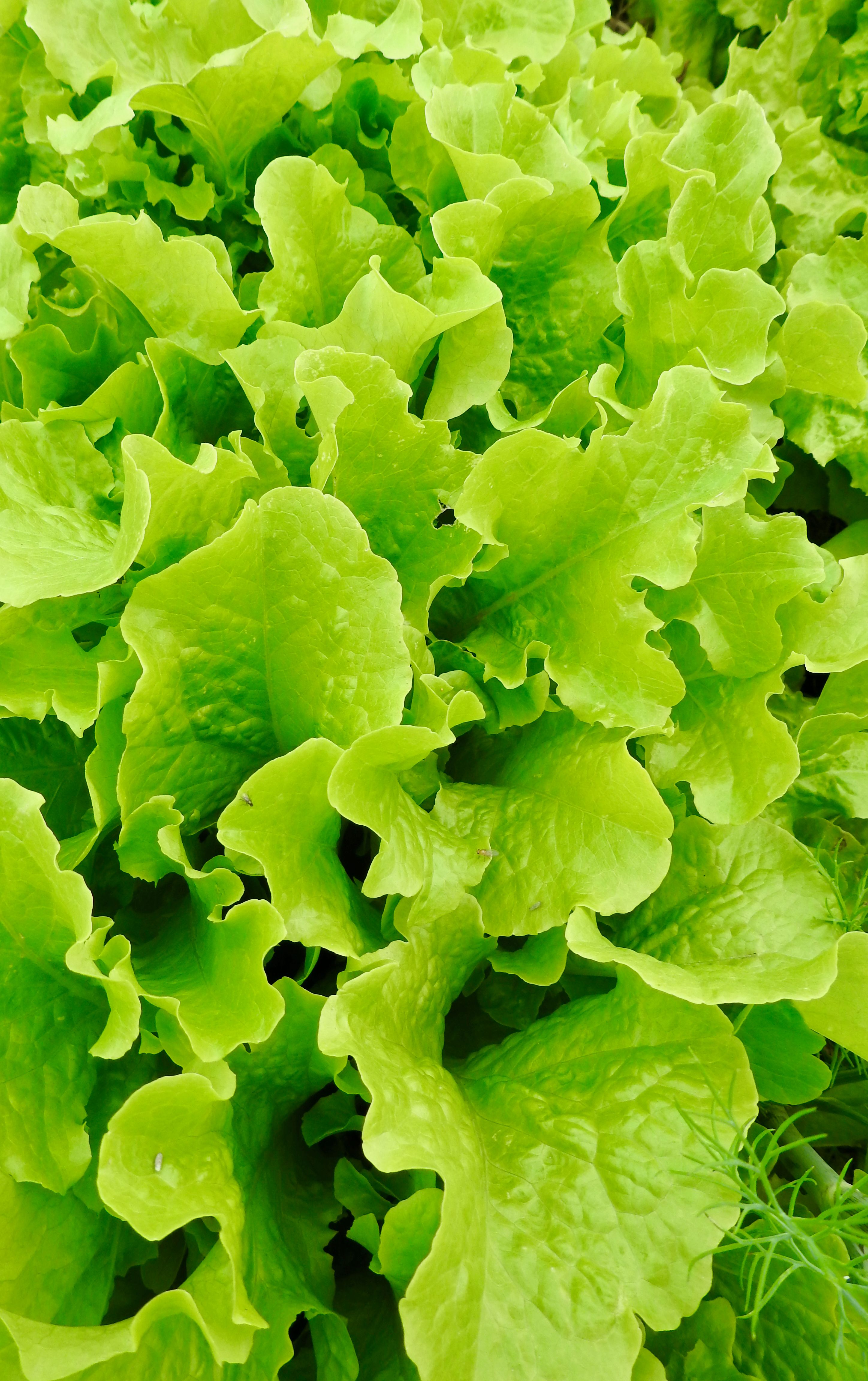 Dense planting in raised bed, intercropping lettuce with brassicas UK