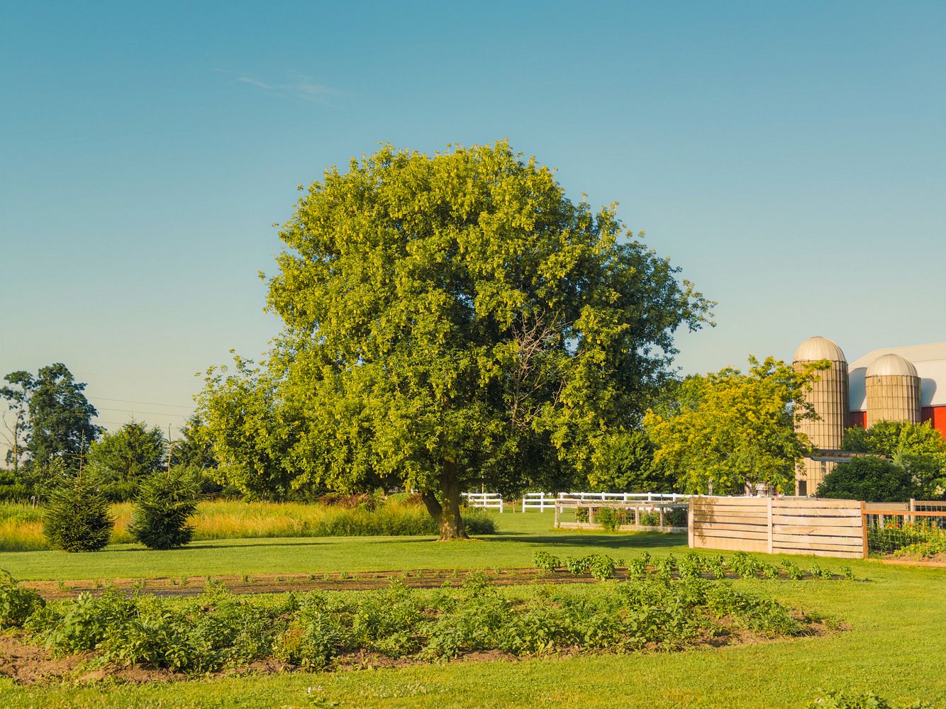 Farming Tree Photos, Download The BEST Free Farming Tree Stock Photos ...