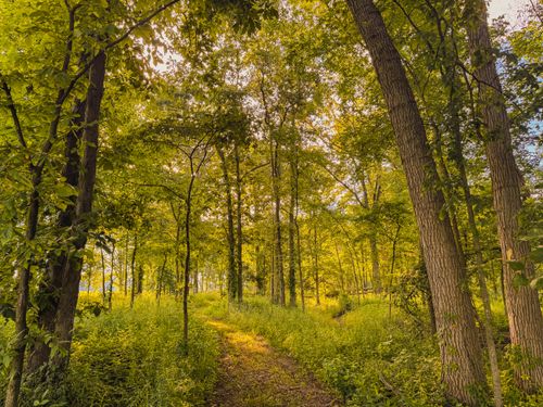 Free A tranquil woodland path through a sunlit forest in Alto, Michigan. Stock Photo