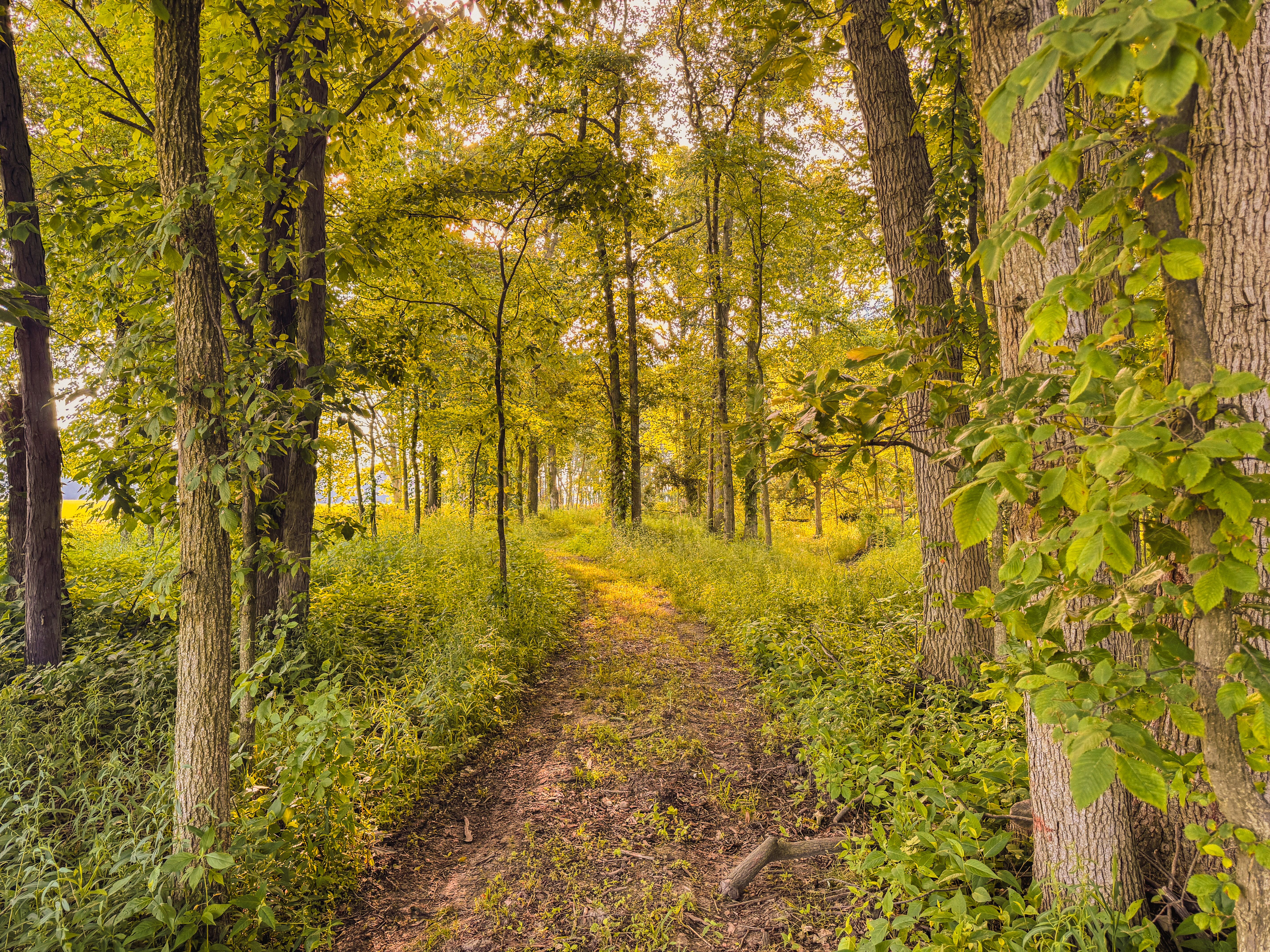 Serene Forest Path in Lush Greenery · Free Stock Photo
