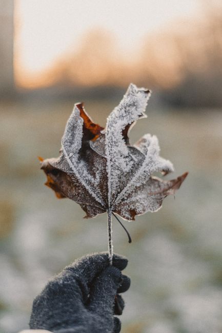 Close-up of a frost-covered leaf held by a gloved hand during sunrise in winter.