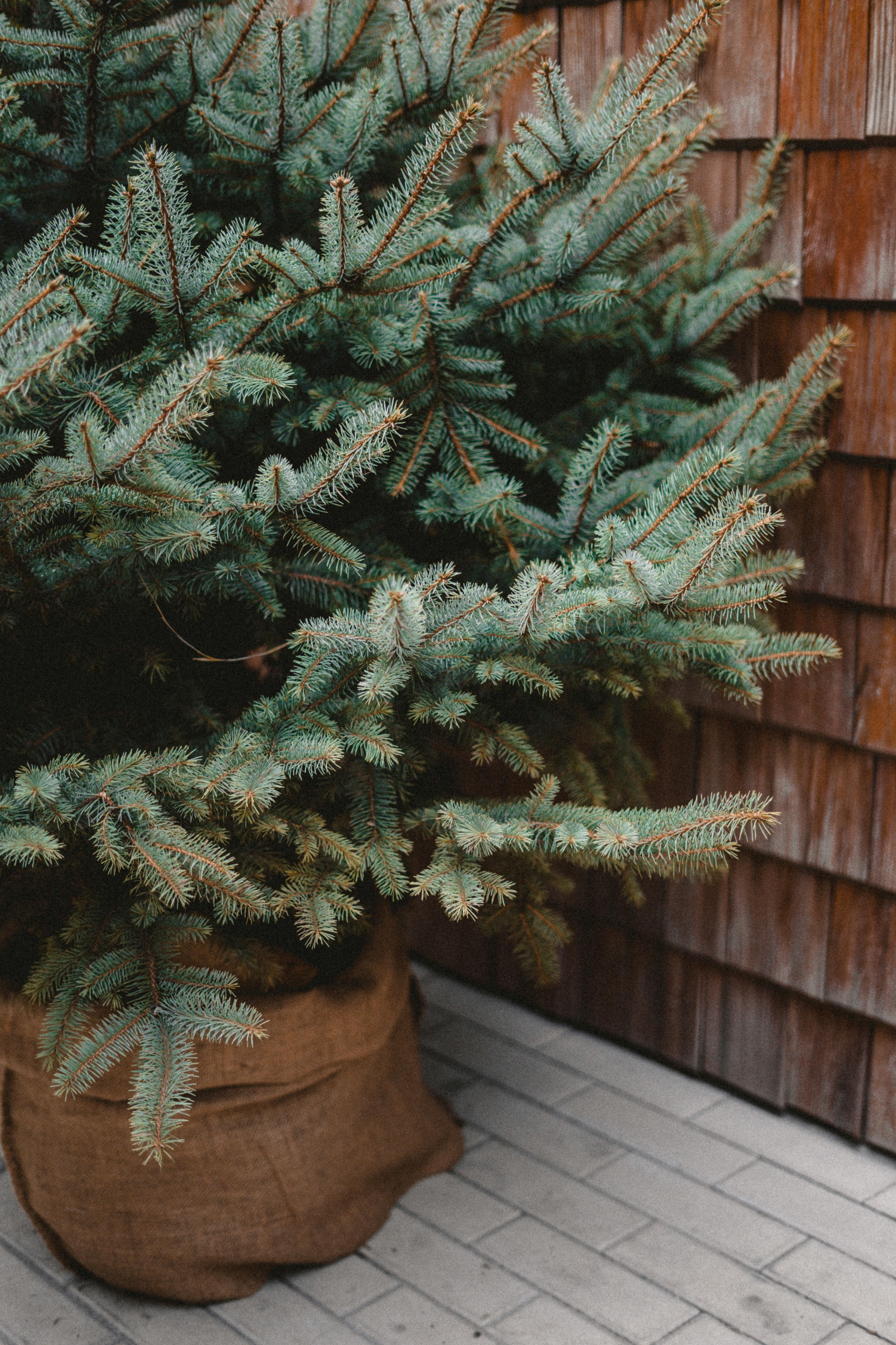 Close-up of a Christmas tree with rustic decorations in an indoor setting.