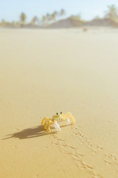 A small yellow crab with tracks on a sunny beach in Natal, Brazil.